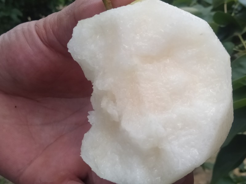 桂花梨上市，清甜脆口，糖分，水分充足化渣好
