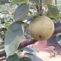 桂花梨上市，清甜脆口，糖分，水分充足化渣好