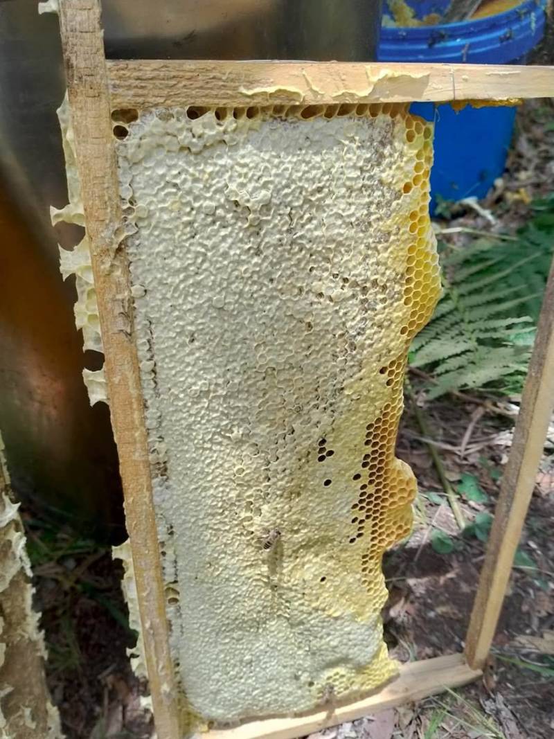 土蜂蜜，产地直销，品质保证，一手货源，可以视频