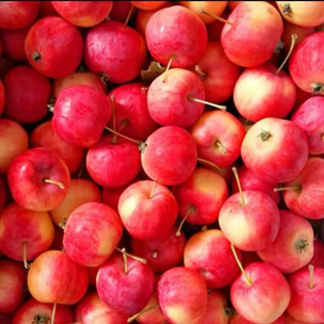 花红小苹果 沙果 123小苹果 123苹果