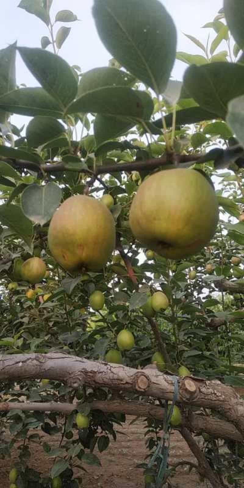 玉露香梨大量有货产地直供价格，果面干净口感好价格便宜