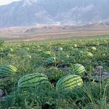 宁夏硒砂瓜质量好价格低耐运输口感好，大量有货