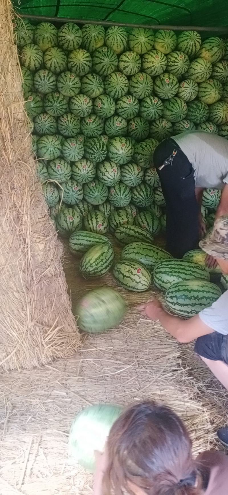 宁夏硒砂瓜质量好价格低耐运输口感好，大量有货