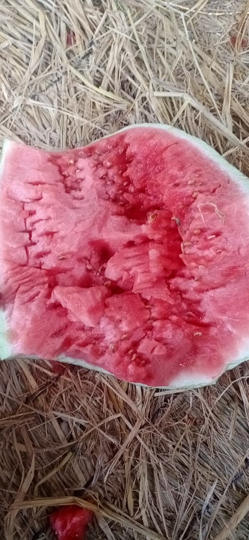 宁夏硒砂瓜质量好价格低耐运输口感好，大量有货