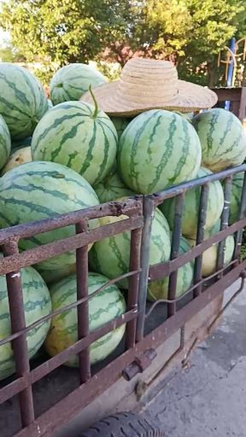 大量供应花皮无籽西瓜8斤打底9成熟1茬一手货源