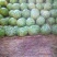 大量供应花皮无籽西瓜8斤打底9成熟1茬一手货源