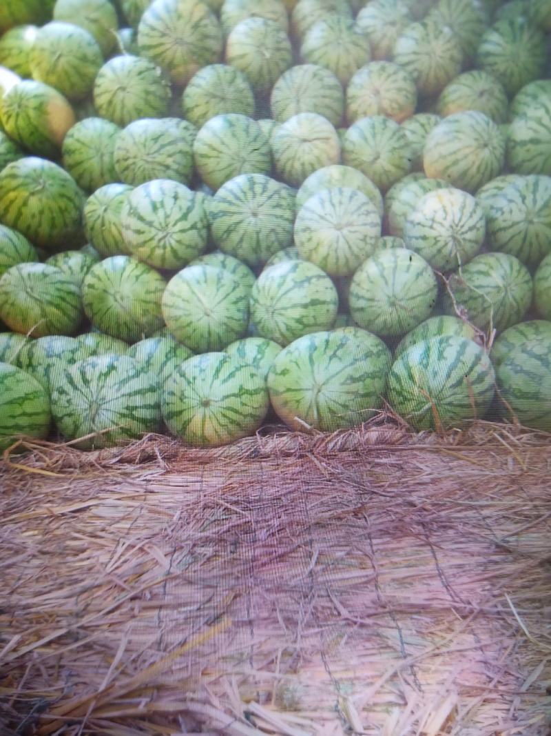 大量供应花皮无籽西瓜8斤打底9成熟1茬一手货源