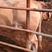 活牛，基地养殖西门塔尔，品种良包成活量大可以全国运输