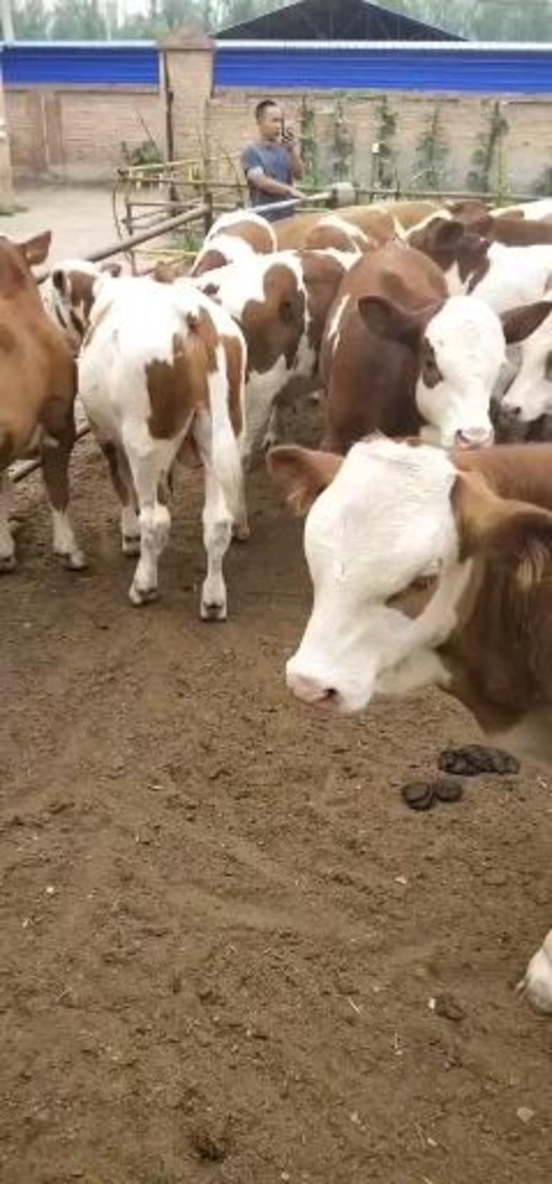 活牛，基地养殖西门塔尔，品种良包成活量大可以全国运输