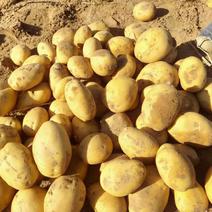 陕西省榆林市定边县白泥井黄心土豆226和希森6号大量有货