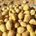 陕西省榆林市定边县白泥井黄心土豆226和希森6号大量有货