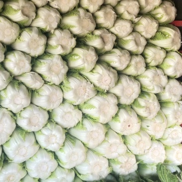 大白菜4~6斤，颜色绿