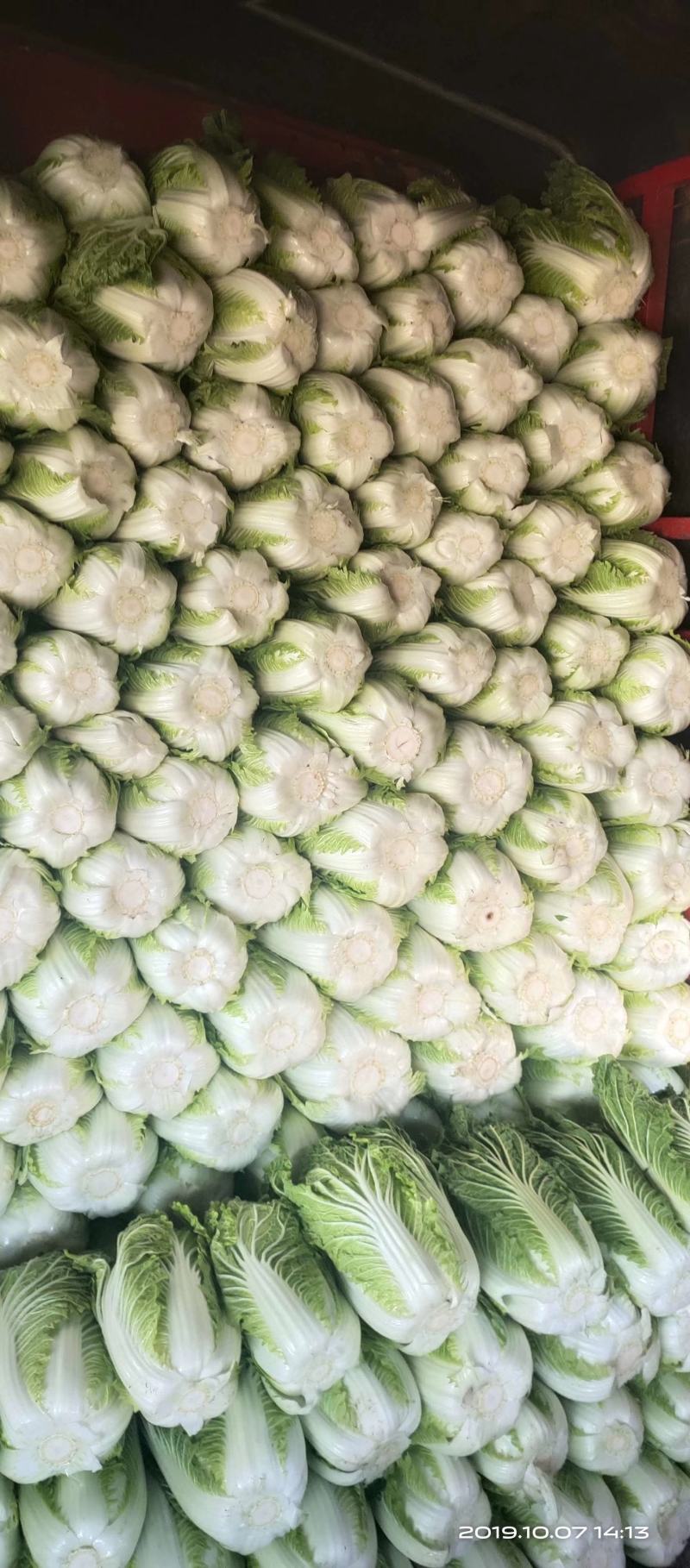 大白菜4~6斤，颜色绿