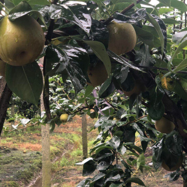 嘉善蜜梨翠冠梨标价非卖价