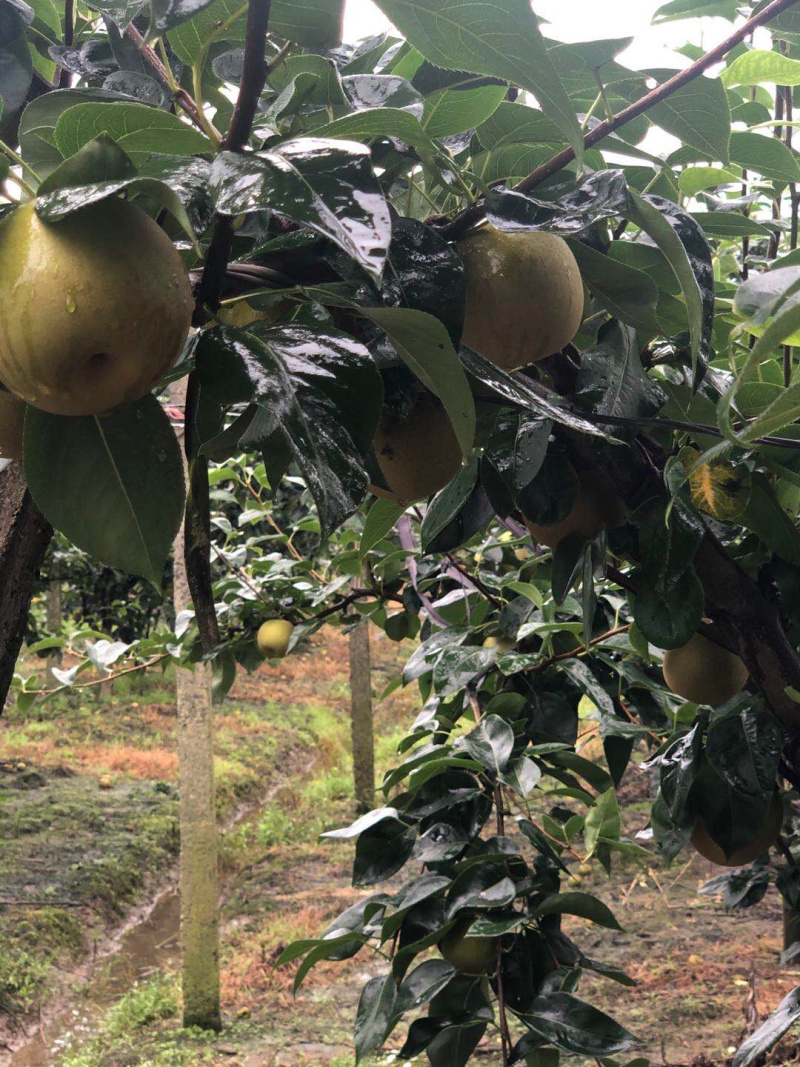 嘉善蜜梨翠冠梨标价非卖价