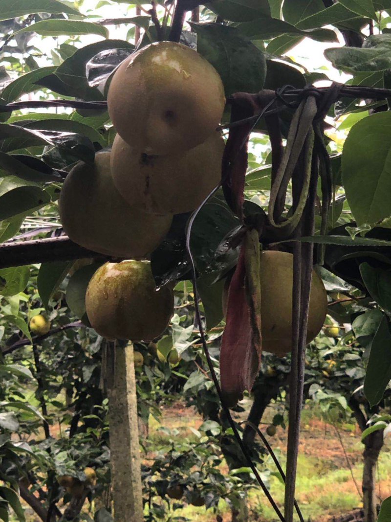 嘉善蜜梨翠冠梨标价非卖价