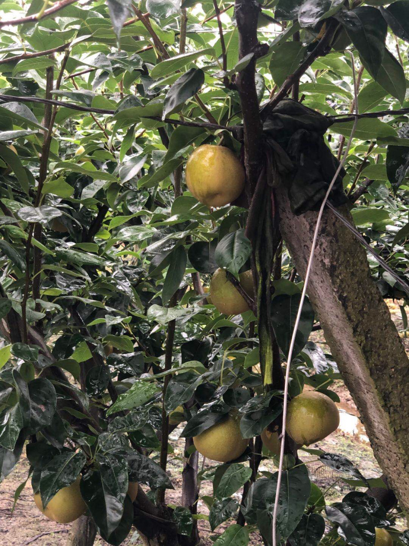 嘉善蜜梨翠冠梨标价非卖价