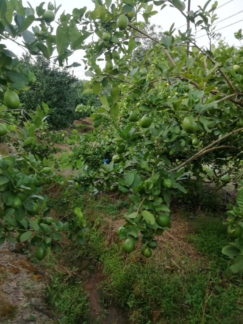 广东香水柠檬，皮簿汁液多香味浓厚，产地直销，一手货源