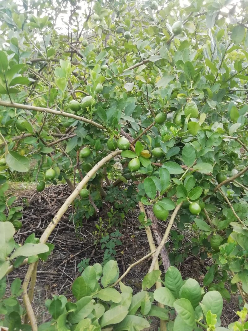 广东香水柠檬，皮簿汁液多香味浓厚，产地直销，一手货源