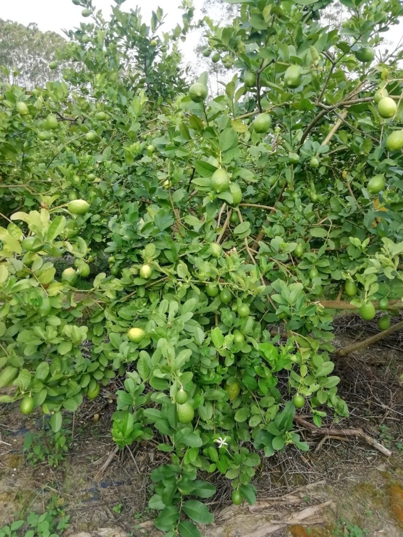 广东香水柠檬，皮簿汁液多香味浓厚，产地直销，一手货源