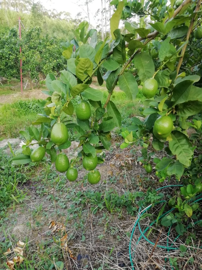 广东香水柠檬，皮簿汁液多香味浓厚，产地直销，一手货源