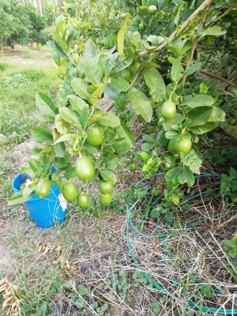 广东香水柠檬，皮簿汁液多香味浓厚，产地直销，一手货源