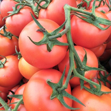 西红柿大红串果五六月量大