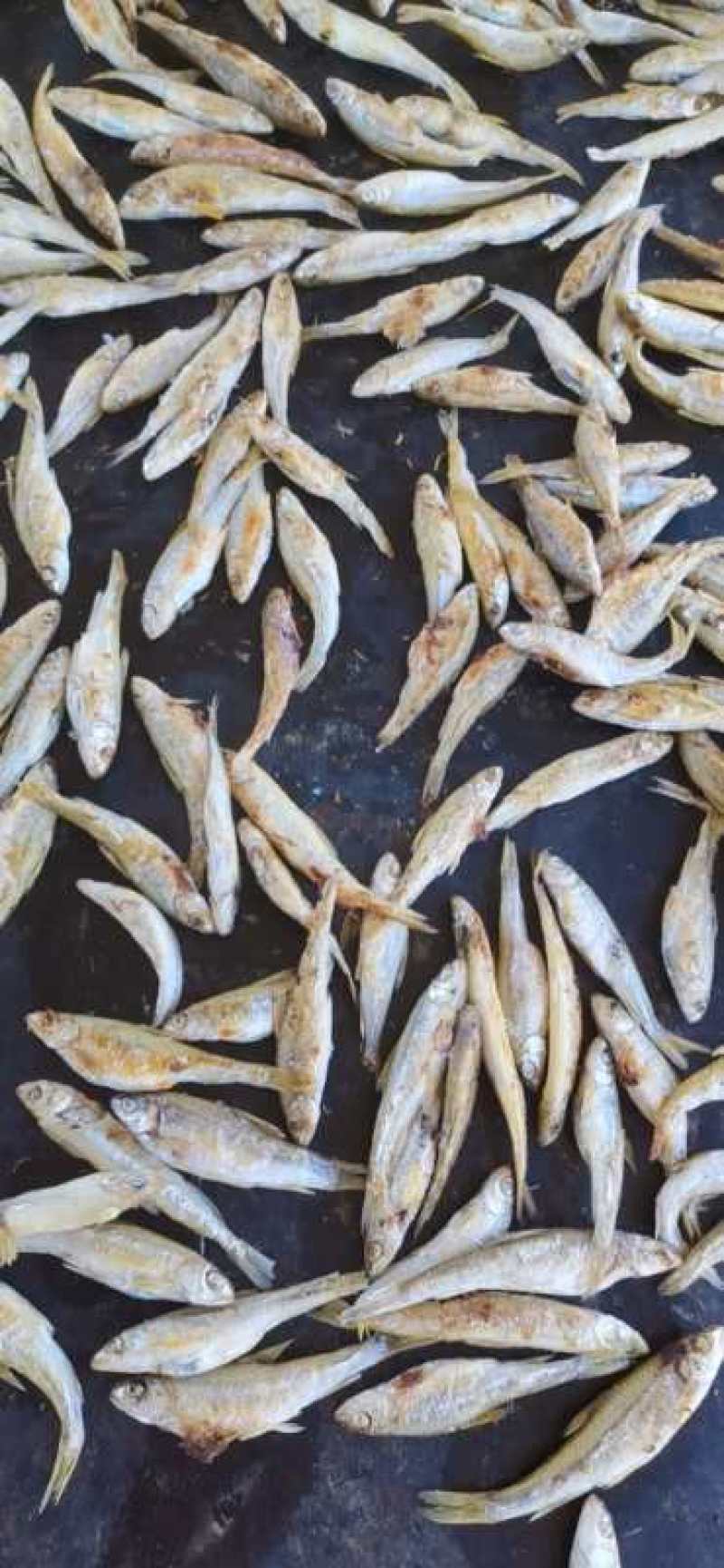 柴火烤船丁鱼8成干无盐无油（麦穗鱼）