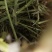 邯郸腾达花生秧
