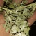 邯郸腾达花生秧