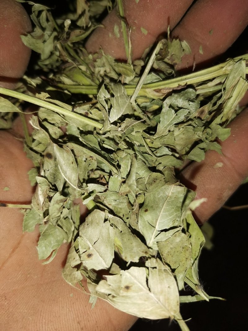邯郸腾达花生秧