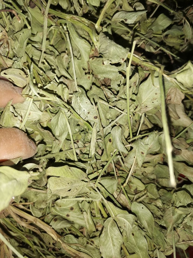 邯郸腾达花生秧