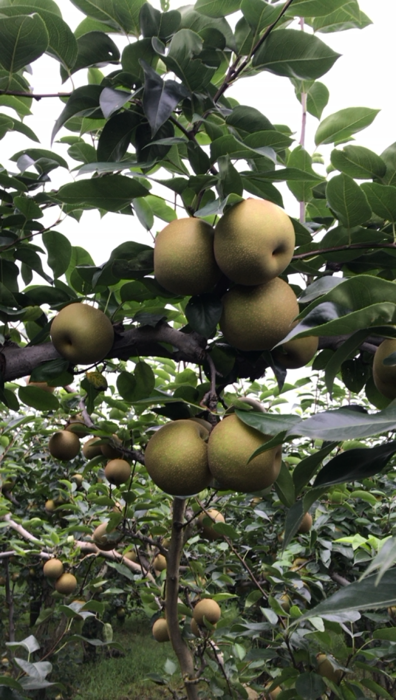 嘉善蜜梨翠冠梨标价非卖价