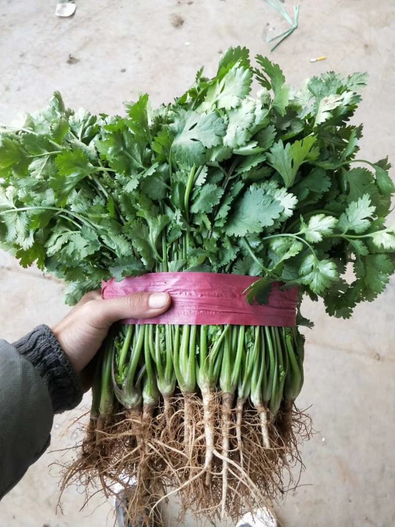 河北邯郸本地香菜精品香菜欢迎来电量大价美欢迎来电