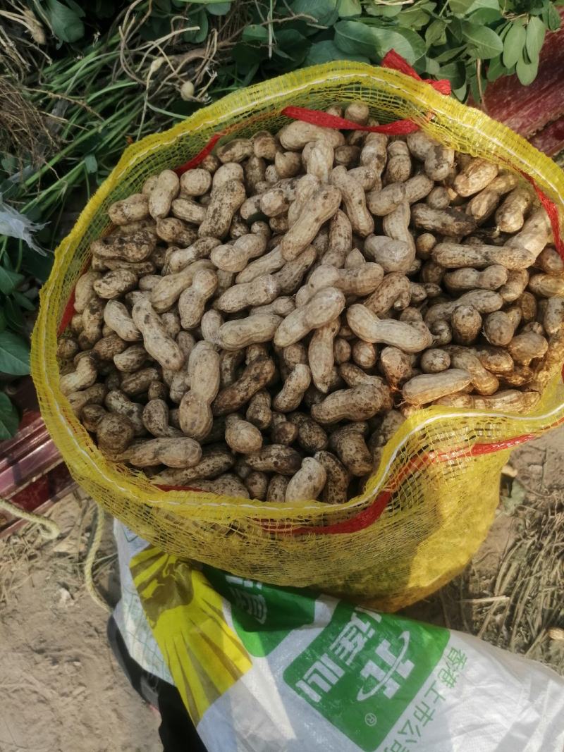 河南花生开封产地直发专业全国代办质量保障手选大