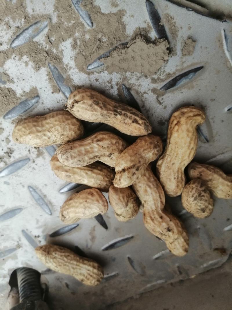 河南花生开封产地直发专业全国代办质量保障手选大