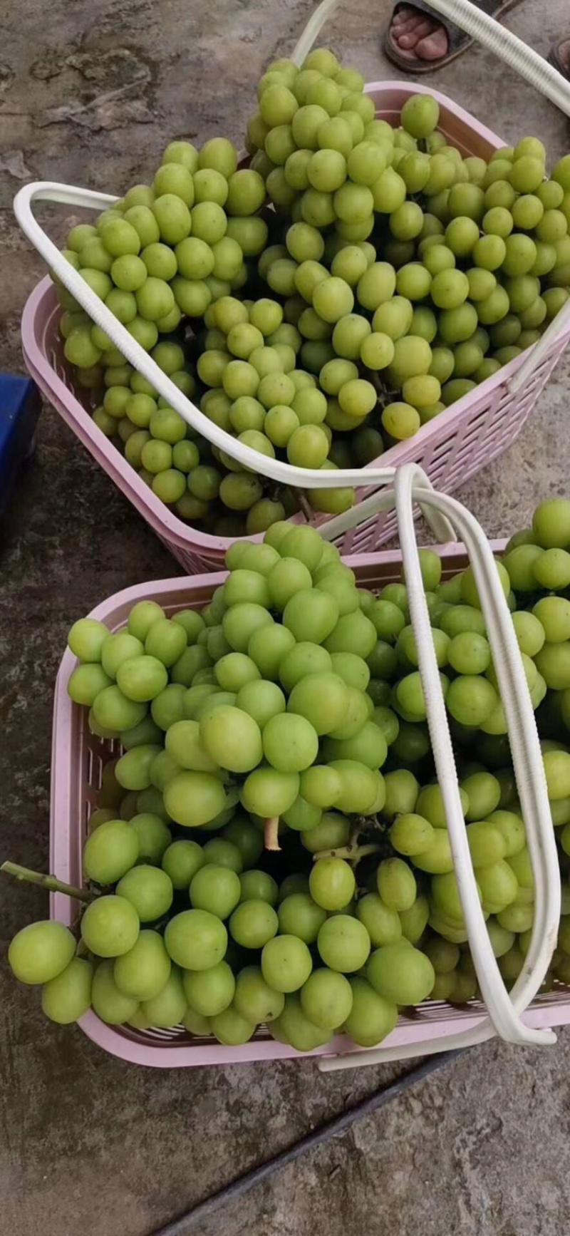 广西阳光玫瑰