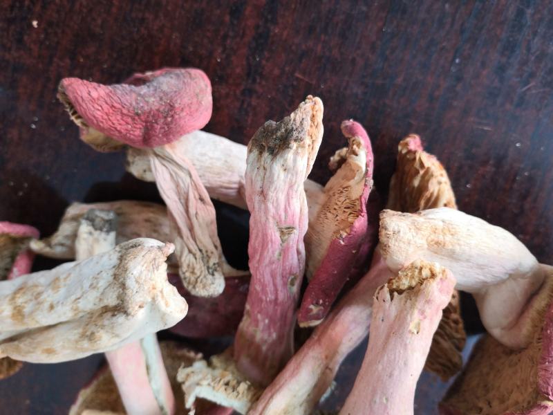 伏牛山脉自然形成，产地直发人工烘干优质红菇