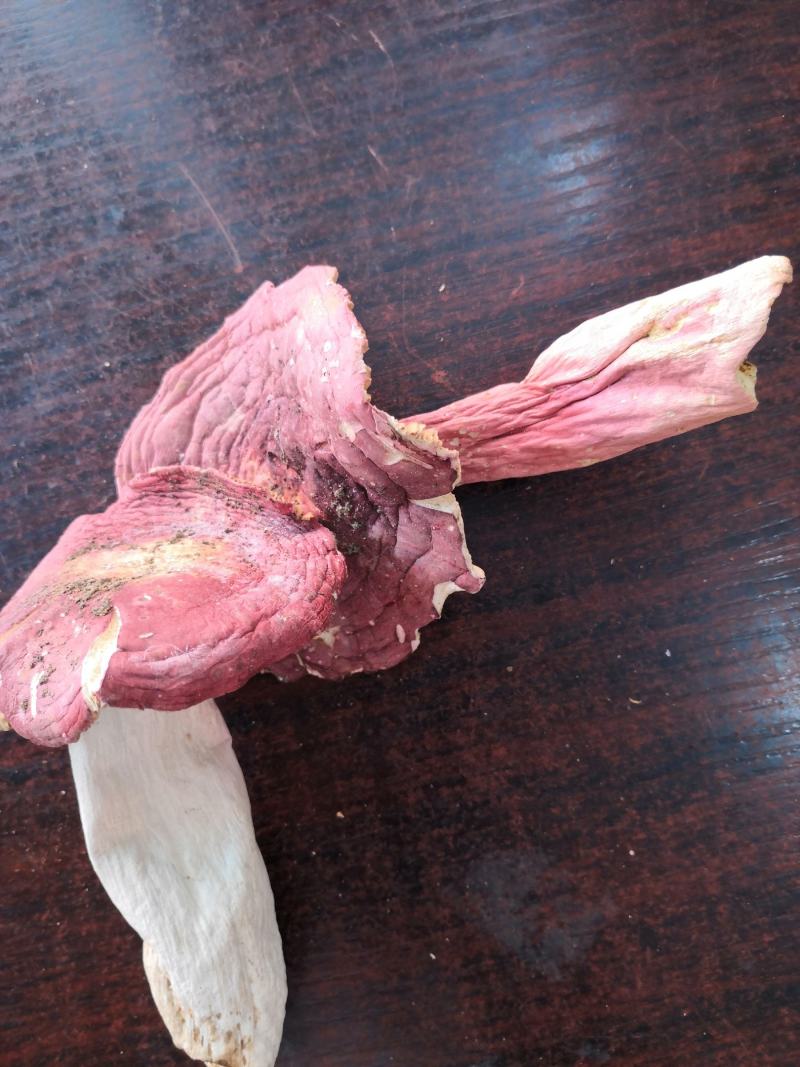 伏牛山脉自然形成，产地直发人工烘干优质红菇