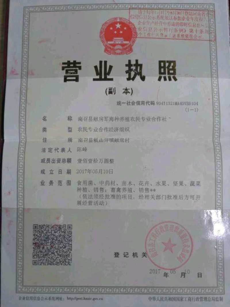 伏牛山脉自然形成，产地直发人工烘干优质红菇