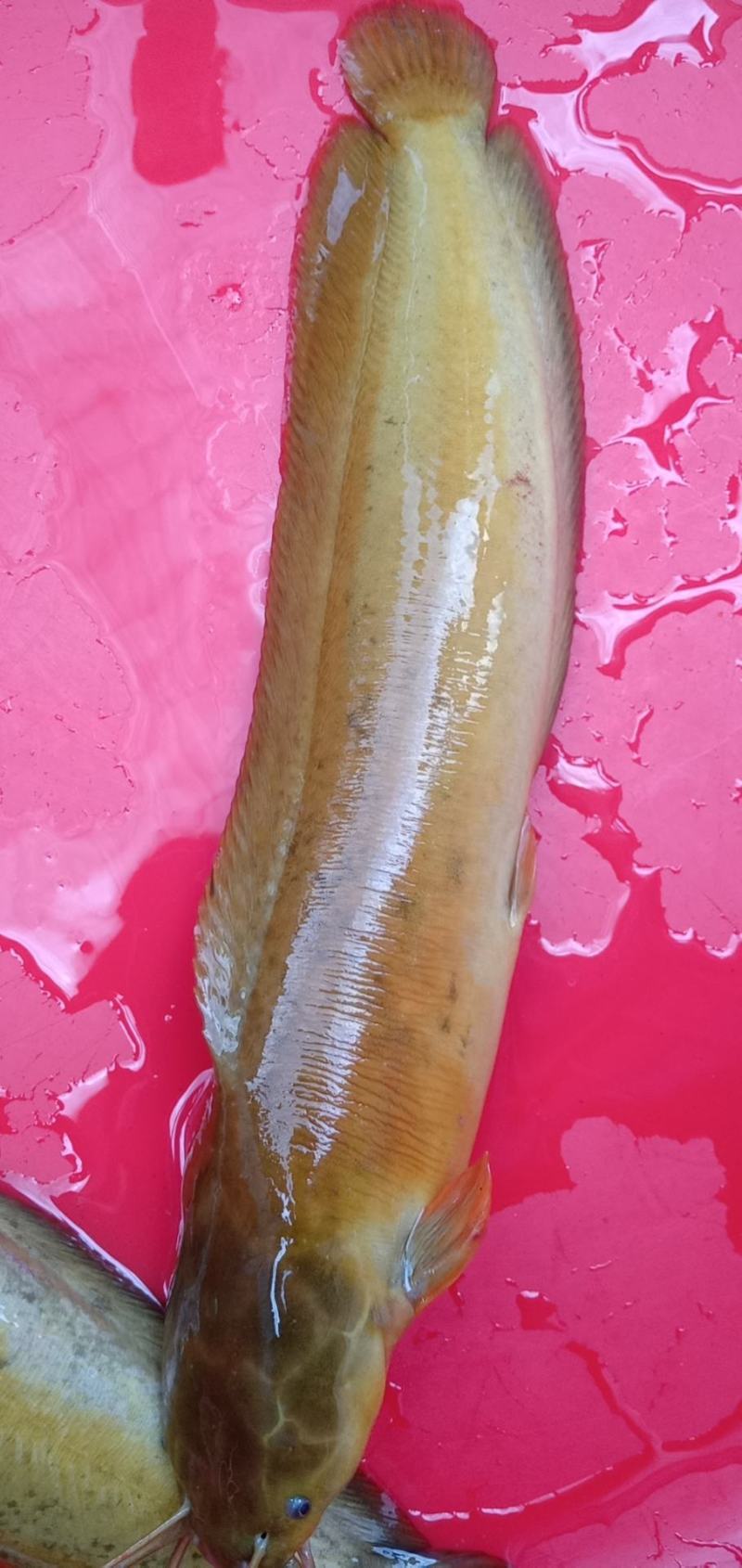 大量批发