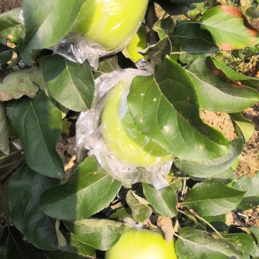 苹果批发