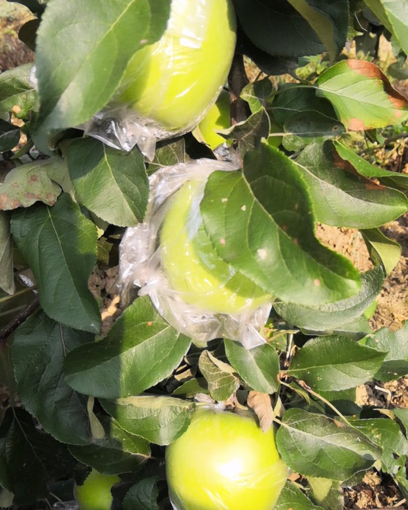 苹果批发
