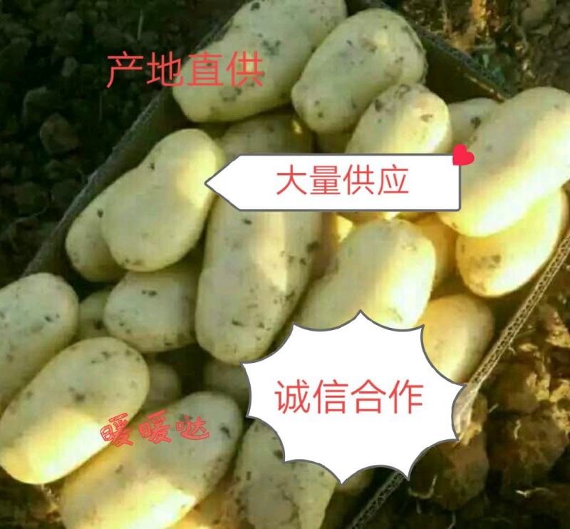 土豆希森V7，Ev系列土豆大量供应，产地直销，一手货源。