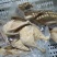 推荐】酱卤猪头肉，脱脂去骨全熟，高温杀菌真空包装纯干无汤