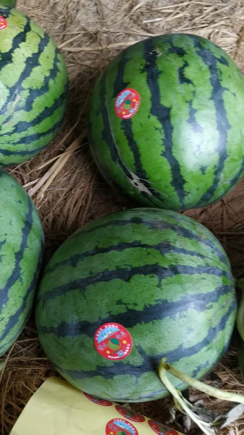 赤峰西瓜现在开始大量上市了需要的客户联系