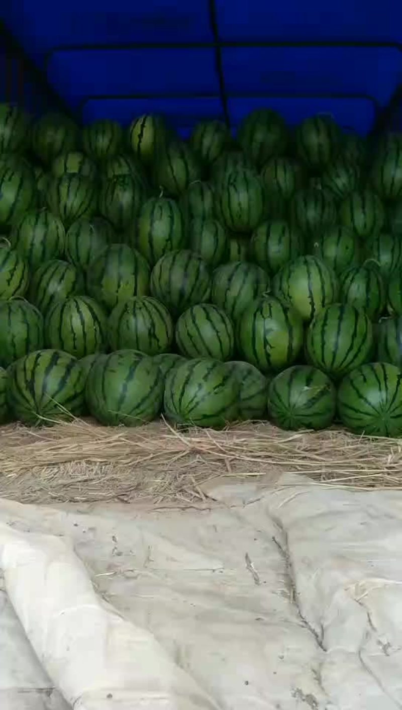 赤峰西瓜现在开始大量上市了需要的客户联系