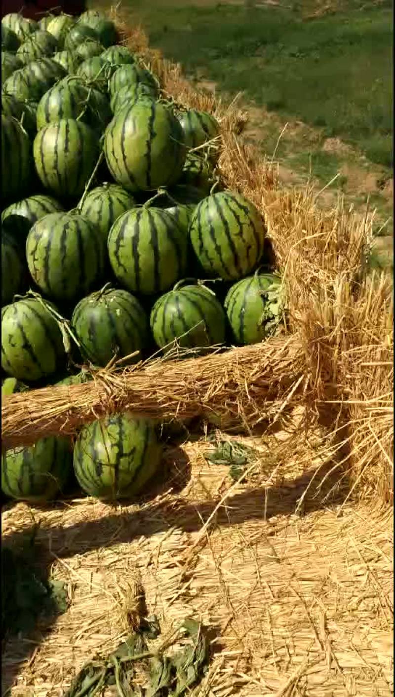 赤峰西瓜现在开始大量上市了需要的客户联系