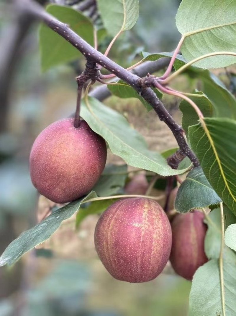 陕西彩虹梨大量上市