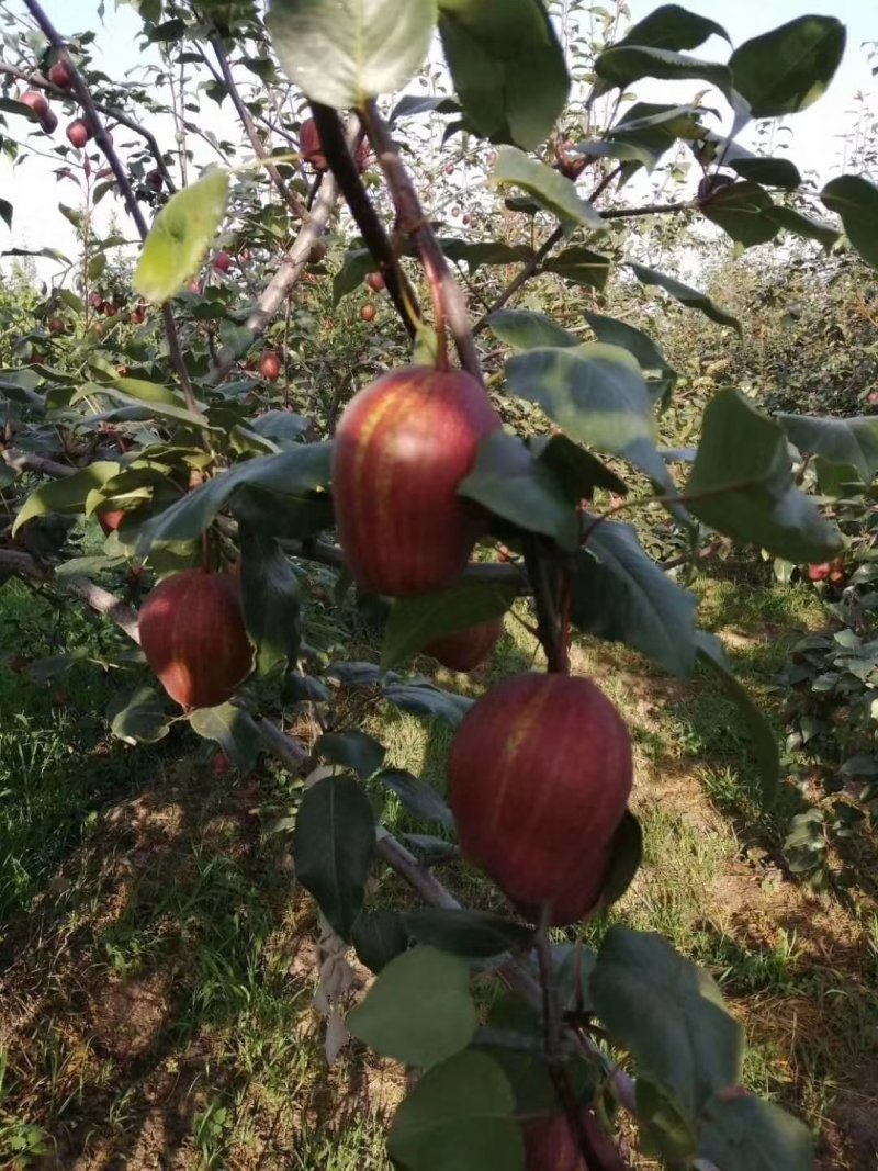 陕西彩虹梨大量上市